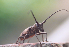 Lamiomimus gottschei