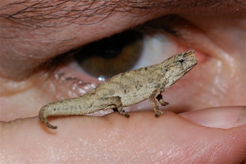 Mount d'Ambre Leaf Chameleon, Brookesia tuberculata