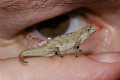 Brookesia tuberculata