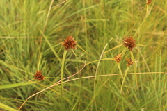 Cyperus sphaerocephalus