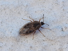 Dictyla nassata