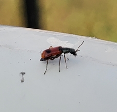 Anthocomus