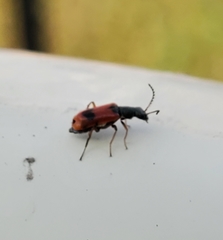 Anthocomus