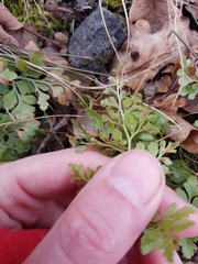 Asplenium cuneifolium