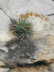 Hechtia texensis
