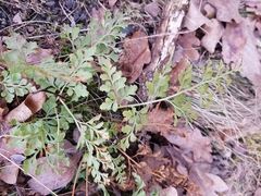 Asplenium cuneifolium