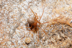 Nesticidae