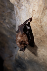 Rhinolophus ferrumequinum