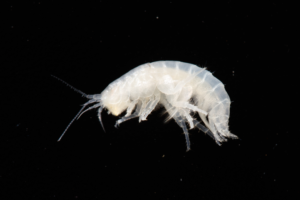 Typhlogammaridae