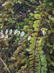 Asplenium trichomanes