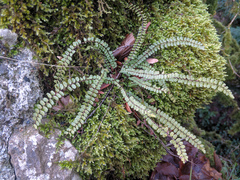 Asplenium trichomanes