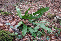 Asplenium scolopendrium