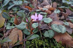 Cyclamen coum coum