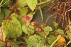Hermannia gerrardii