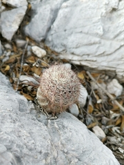 Echinocereus armatus