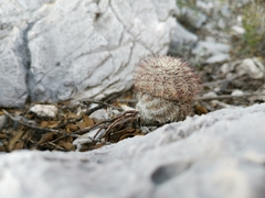Echinocereus armatus