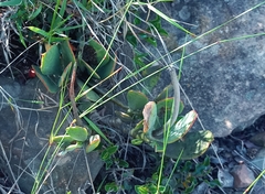 Cotyledon orbiculata