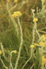 Helichrysum simillimum
