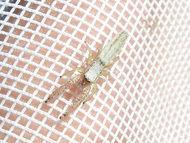 Pike slender jumper