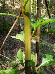 Phytolacca americana image