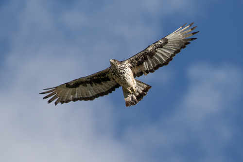 African Hawk-Eagle