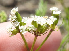 Trepocarpus aethusae