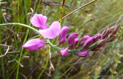 Indigofera filifolia