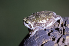 Breviceps passmorei
