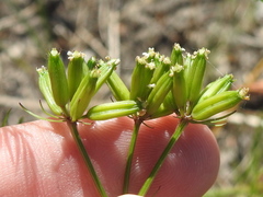 Trepocarpus aethusae
