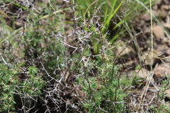 Asparagus suaveolens