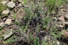 Asparagus suaveolens