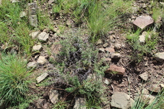 Asparagus suaveolens