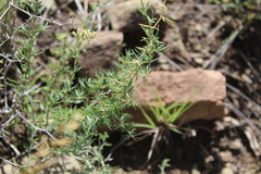 Asparagus suaveolens