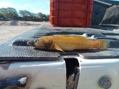 Gobiomorus maculatus