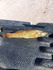 Gobiomorus maculatus