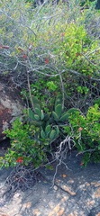 Cotyledon orbiculata