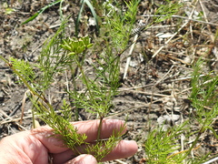 Trepocarpus aethusae