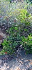 Cotyledon orbiculata