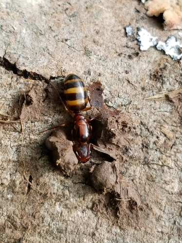 Bearded Carpenter ant