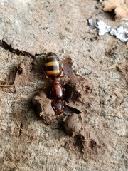 Camponotus subbarbatus