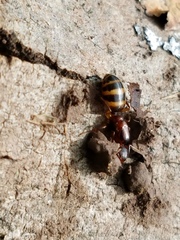 Camponotus subbarbatus