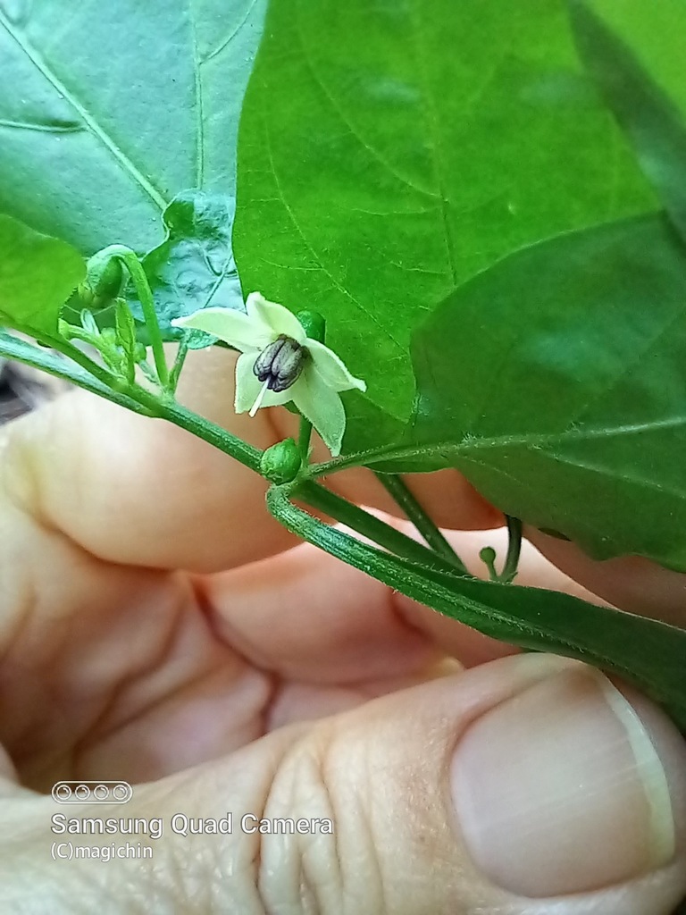 bird-pepper-from-st-joseph-trinidad-and-tobago-on-february-20-2022-at