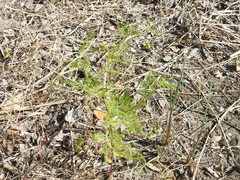 Trepocarpus aethusae