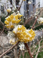 Edgeworthia