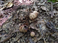 Scleroderma arenicola