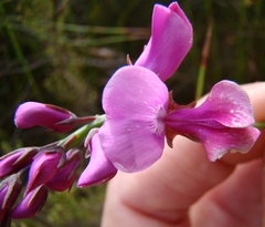 Indigofera filifolia