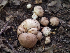 Scleroderma arenicola