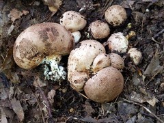 Scleroderma arenicola