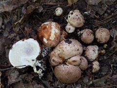 Scleroderma arenicola