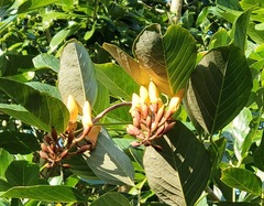 Erythrina fusca